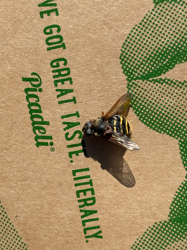 Yellow-barred Peat Hover Fly