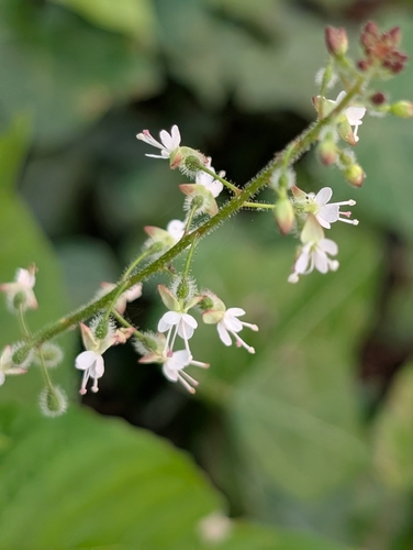 enchanter's-nightshade