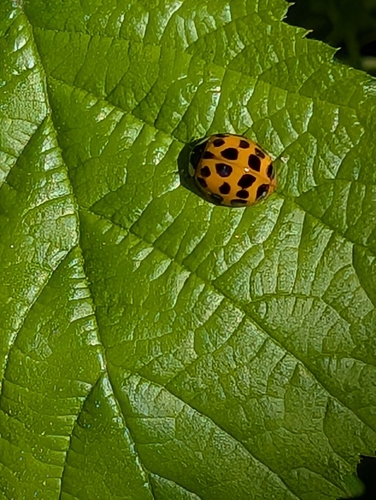 Asian Lady Beetle