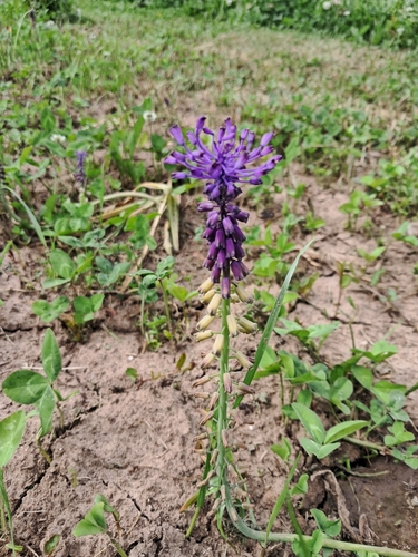 Tassel Hyacinth