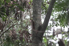 Dendrocolaptes certhia medius