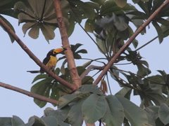 Pteroglossus inscriptus