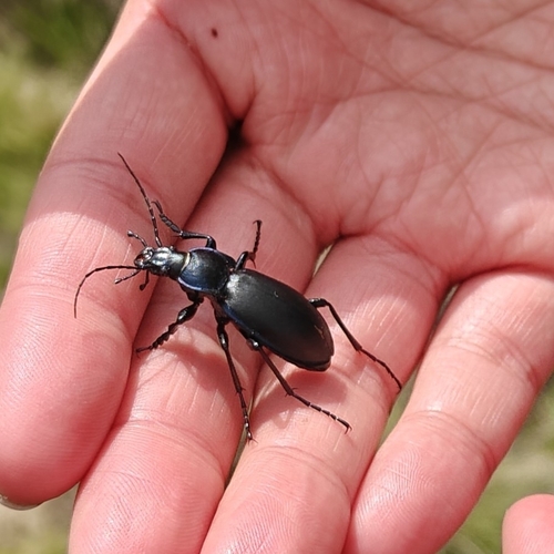 Violet ground beetle