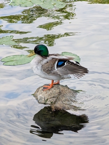 Mallard