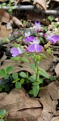 Collinsia violacea