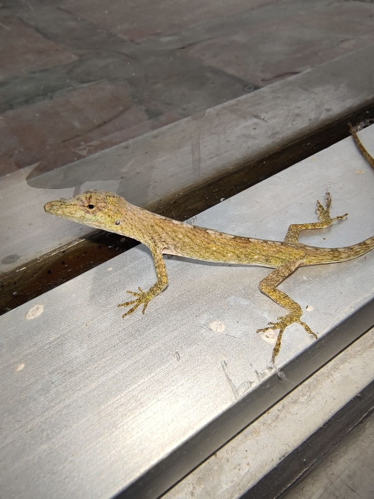 Tiger Anole