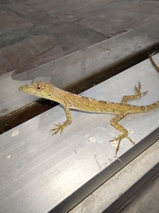 Tiger Anole photo 1