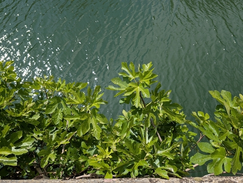 common fig