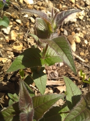 Monarda bradburiana