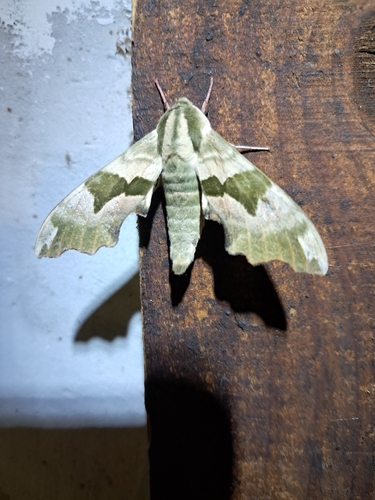 Lime Hawkmoth