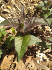 Monarda bradburiana