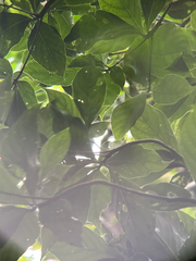 naturedom12, CC0, iNaturalist via GBIF Timonius arboreus, photograph naturedom12, CC0, iNaturalist via GBIF
