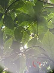 Timonius arboreus, photograph naturedom12, CC0, iNaturalist via GBIF