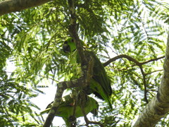 Amazona auropalliata