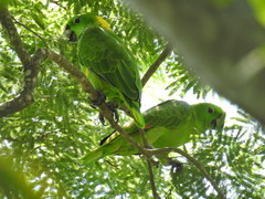 Amazona auropalliata
