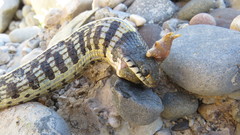 Thamnophis cyrtopsis collaris