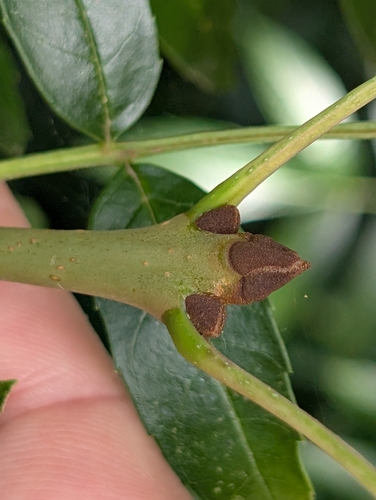 European ash