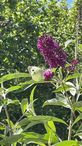 Large White