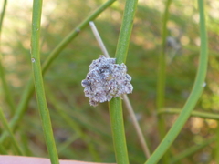 Aceria carmichaeliae