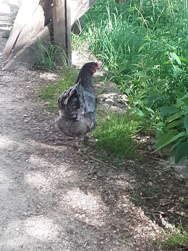 Domestic Chicken