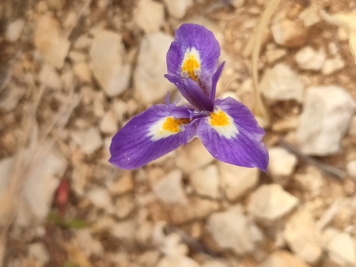 Moraea sisyrinchium, photograph 2