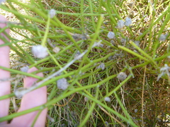 Aceria carmichaeliae