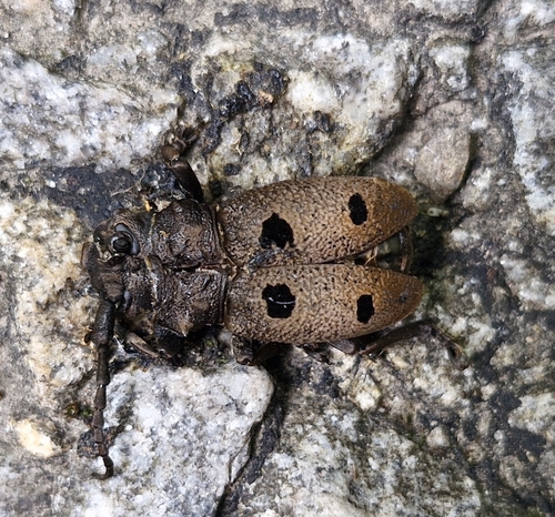 Herophila tristis