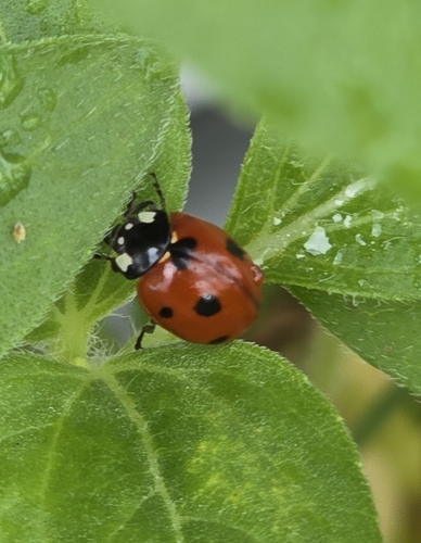 Seven-spotted Lady Beetle