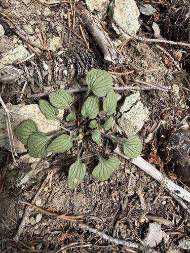 Viola purpurea, photograph 6