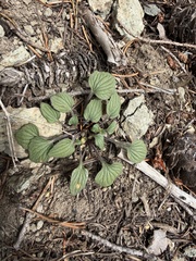 Viola purpurea, photograph (c) James H. Thomas, some rights reserved (CC BY)