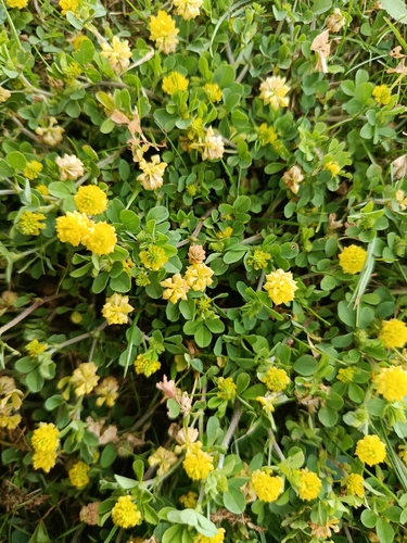 hop trefoil