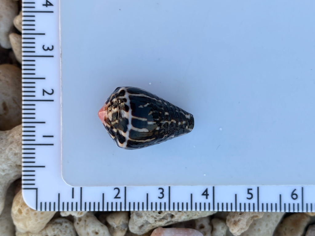 Astrologer's cone