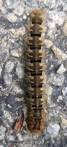 Oak Eggar