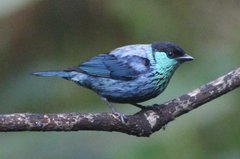 Black-Capped Tanager photo 2