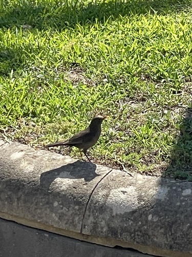 Eurasian Blackbird