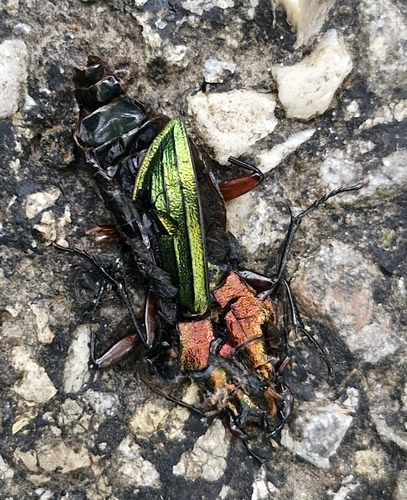 Carabus auronitens