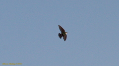 Tachycineta thalassina