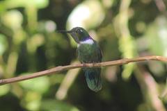 Schistes albogularis