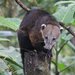 Mountain Coati - Photo (c) David Weaver, some rights reserved (CC BY-NC), uploaded by David Weaver