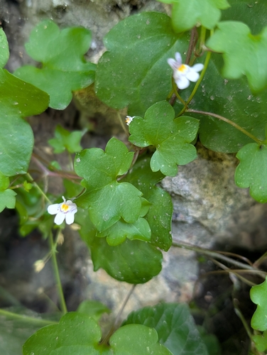 Ivy-leaved toadflax