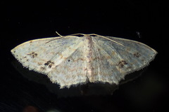 Scopula phyxelis