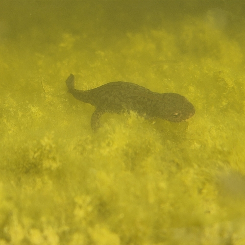 Alpine Newt