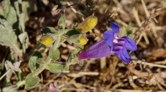 Penstemon laetus