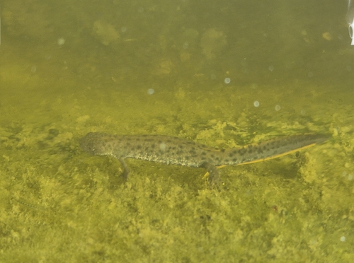 Great Crested Newt
