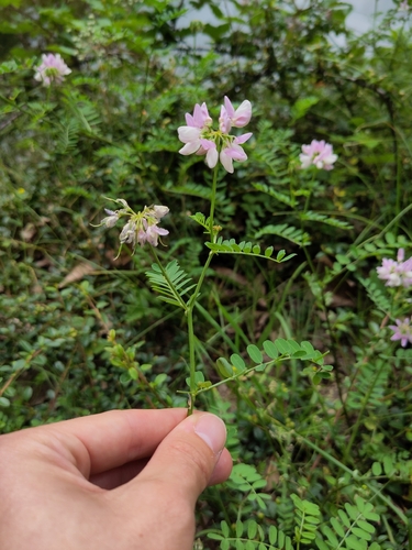 purple crownvetch
