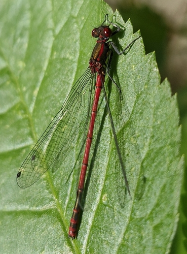 Large Red Damselfly