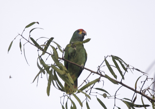 Red-browed Amazon