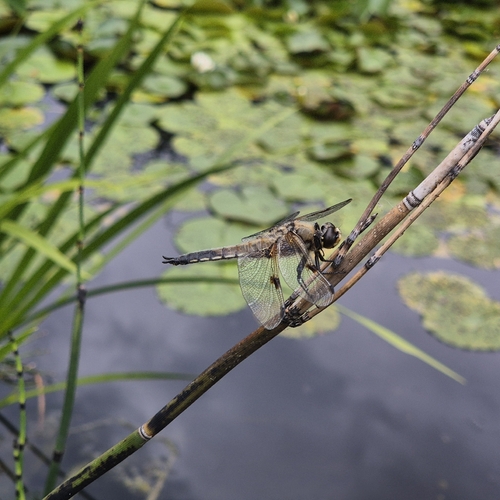 Four-spotted Skimmer