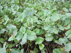 Rumex induratus
