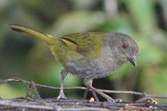 Chlorospingus semifuscus
